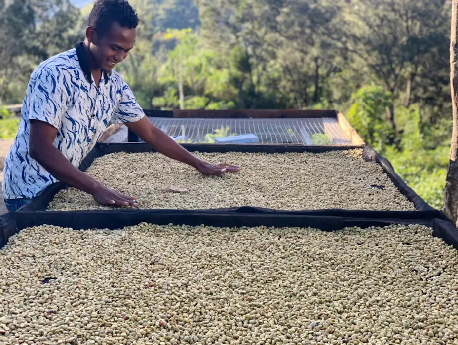 Kape Diem worker spreading washed green coffee beans on drying beds in Timor-Leste