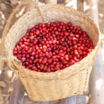 Ripe harvest coffee cherries in a basket in Timor-Leste