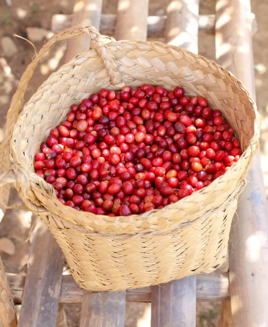 Ripe harvest coffee cherries in a basket in Timor-Leste