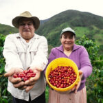 Coffee producers at La Victoria presenting harvested whole coffee cherries freshly picked