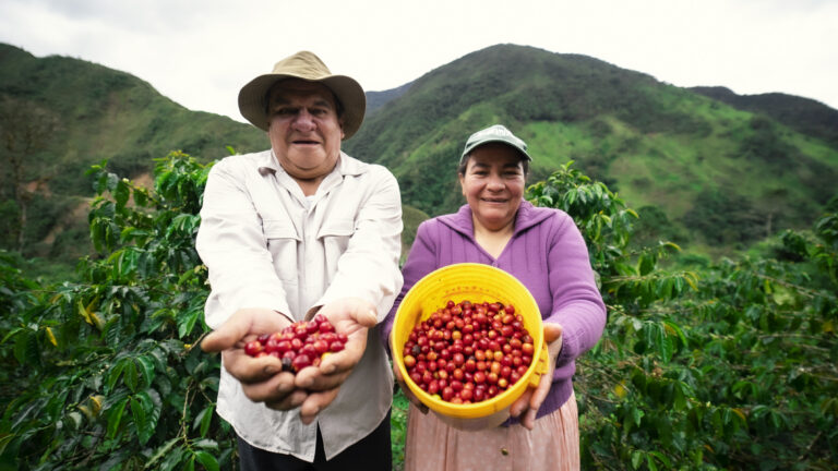 Producer and female producer presenting harvested whole coffee cherries freshly picked