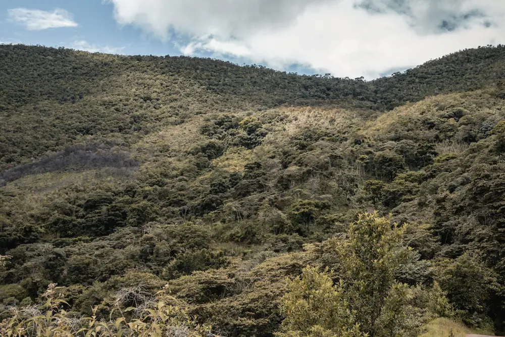 Landscape of mountain side covered in trees at high altitudes in Peru