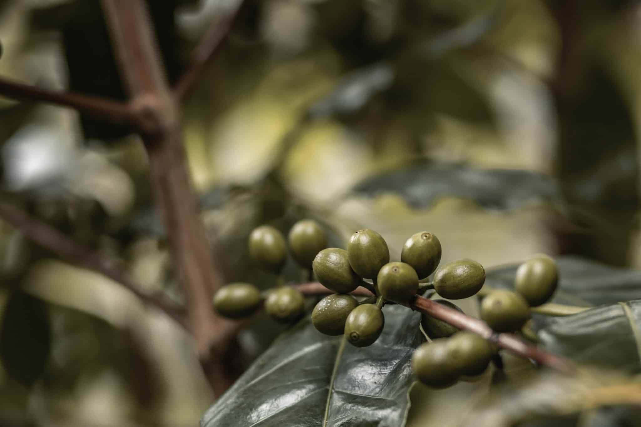 Unripe green coffee cherries growing on an arabica tree in Peru in the coffee belt of the world