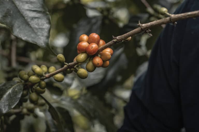 multi coloured cherries growing on coffee branch in Peru at a specialty arabica coffee farm