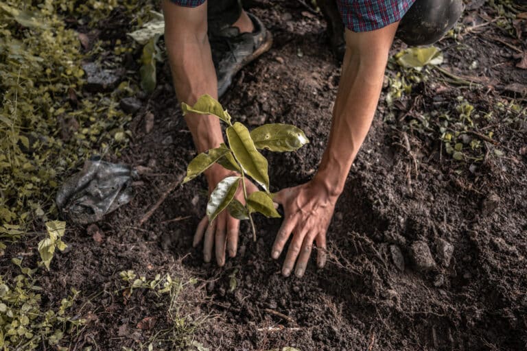 Coffee farmer planting germinated young tree in earth in Peru