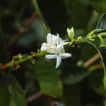 White blossomed coffee flower on a tree