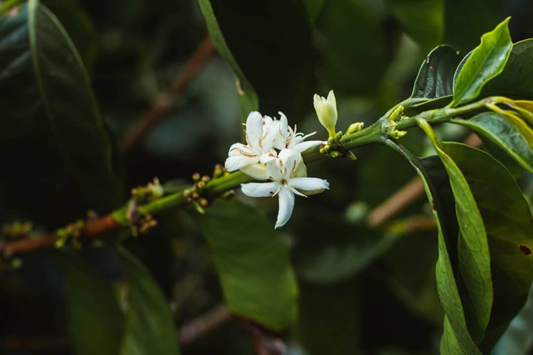 White blossomed coffee flower on a tree