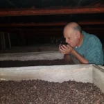 Coffee producer Adalid Caballero with coffee cherries at coffee farm La Leona Honduras
