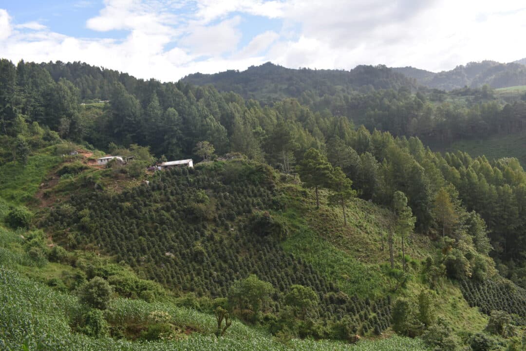 Finca la Perla in Honduras Central America where coffee grows on the slopes of the mountain