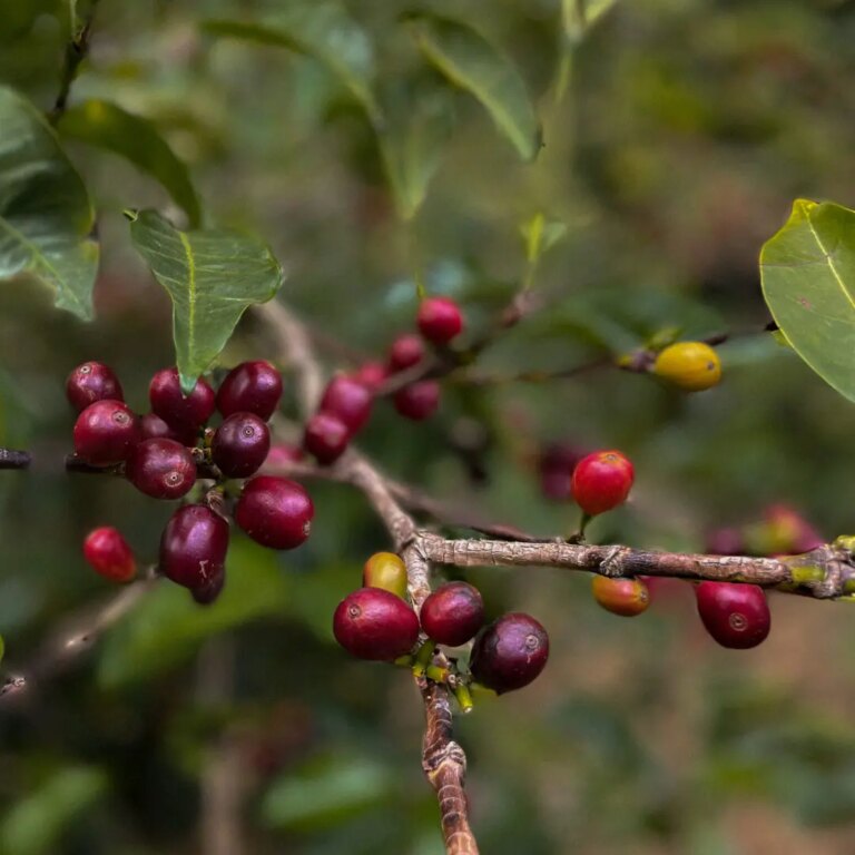 Ripening arabica coffee cherries on a tree at different stages of ripeness in coffee belt at high altitude in Panama