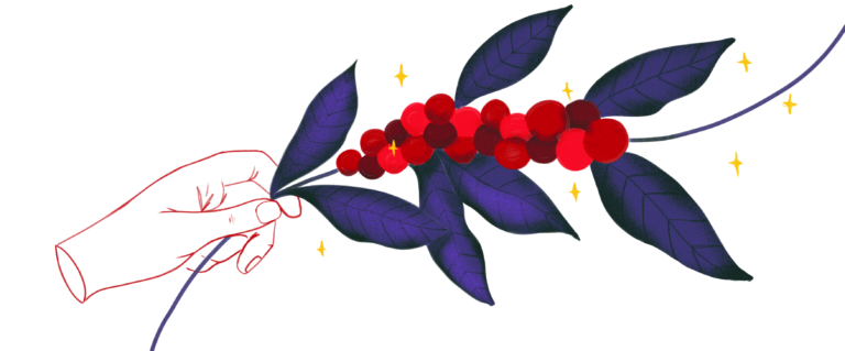 Hand drawn hand graphic holding coffee branch dense with red cherries & purple leaves