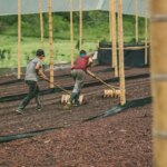 Workers raking coffee cherries drying under shade to rotate them for even drying at El Puente, Colombia