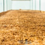 Processed coffee beans laid out to dry