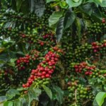 Clumps of coffee cherries ripening on a tree in Colombia