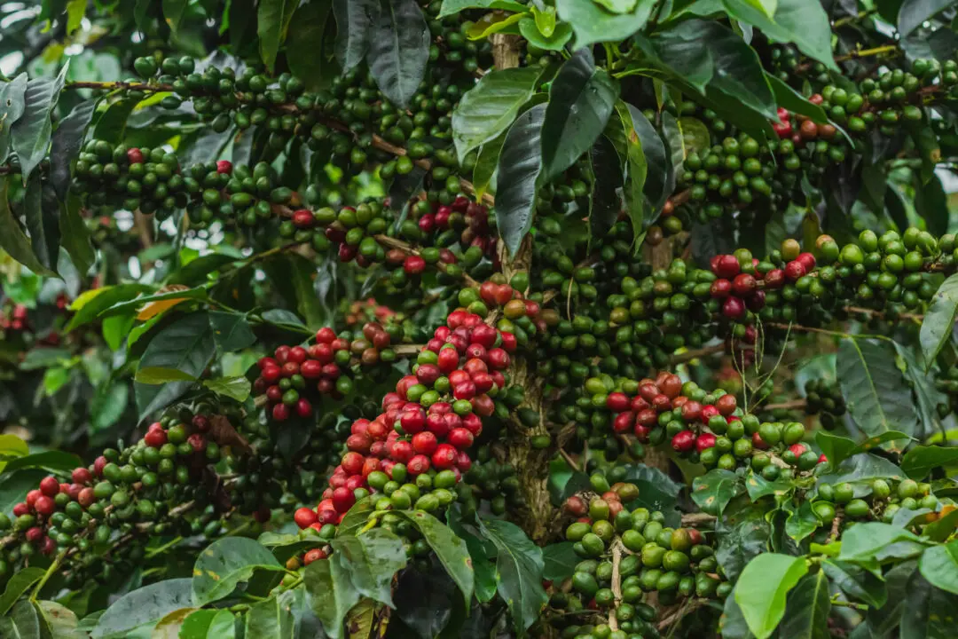 Clumps of coffee cherries ripening on a tree in Colombia