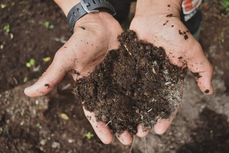 Healthy soils at coffee farm