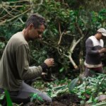 Planting seedlings at Finca Soledad Ecuador