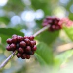 Coffee varietal Hybrido de Timor cherries ripe on tree Timor-Leste