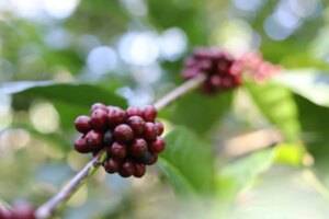 Coffee varietal Hybrido de Timor cherries ripe on tree Timor-Leste