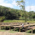 Rows of raised drying beds with natural and washed coffee beans drying under full sun in Aileu Timor-Leste