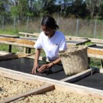 Kape Diem team Miledis hand sorting natural process coffee cherries drying on raised beds in Timor-Leste