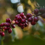 Ripe coffee cherries close up from Carmo de Minas Brazil