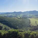 Panorama of coffee plantation at Santa Lucia Estate in Brazil