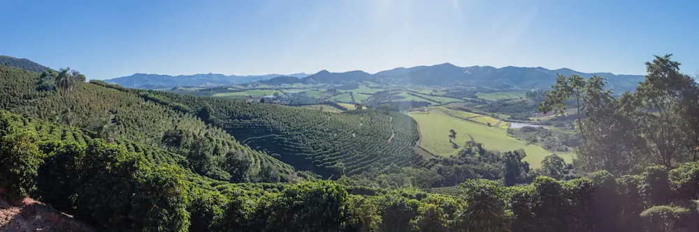 Panorama of coffee plantation at Santa Lucia Estate in Brazil