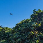 Toucan and Coffee at Santa Lucia Estate in Brazil