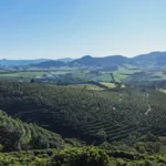 View of farm landscape with coffee plantations in Brazil