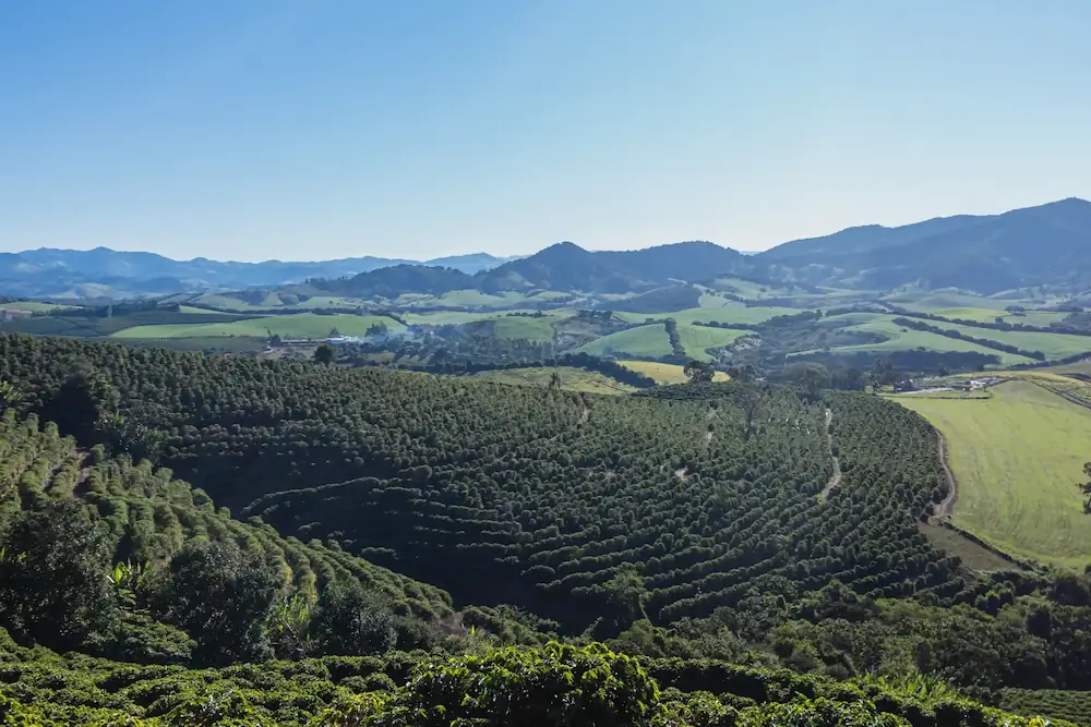 View of farm landscape with coffee plantations in Brazil