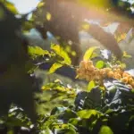 Yellow Bourbon coffee varietal growing at Santa Lúcia Estate