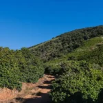 Flat terrain within this farm makes it possible for harvest to be aided by machine. The producer of this farm is Helcio Carneiro Pinto.