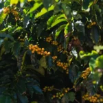 Yellow Bourbon coffee varietal found at Santa Lúcia Estate