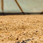 Coffee processed using the washed method