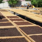 Drying coffee beans natural process and washed process in Aileu Timor-Leste