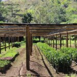 Coffee tree seedlings growing under shade in Aileu Timor-Leste as part of our Orijem Timor program to improve coffee quality and accessibility