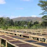 Rows of raised drying beds for processing coffee beans in Aileu Timor-Leste