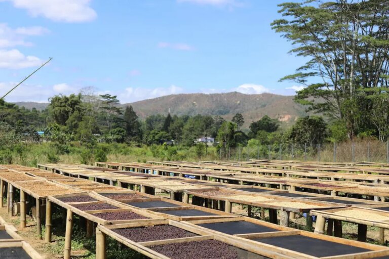 Rows of raised drying beds for processing coffee beans in Aileu Timor-Leste