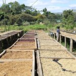 Tending to drying coffee beans washed and natural on raised drying beds under full sun in Aileu Timor-Leste