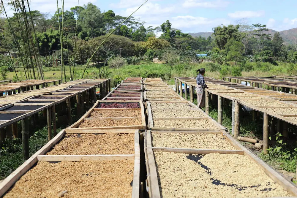 Tending to drying coffee beans washed and natural on raised drying beds under full sun in Aileu Timor-Leste