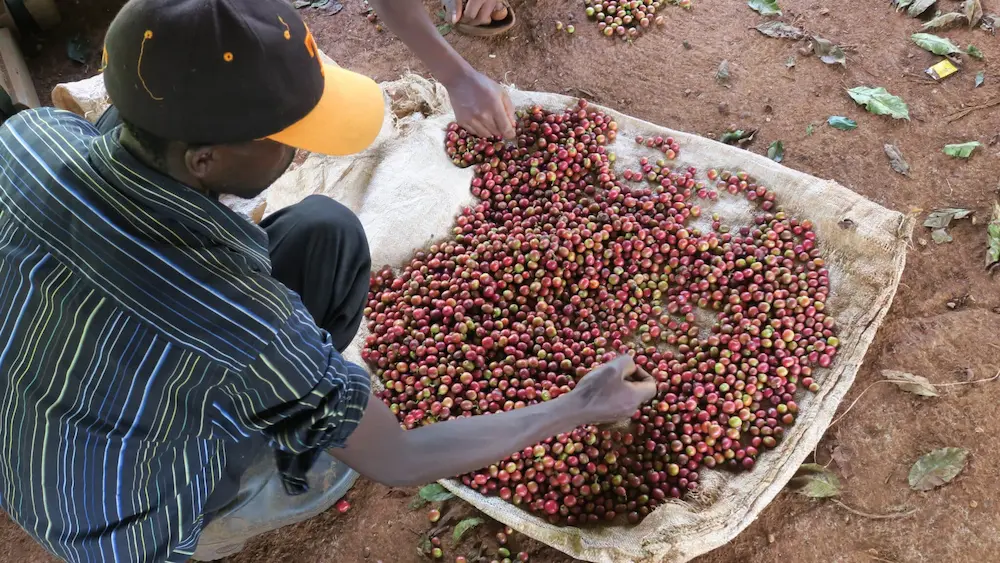 Harvested specialty coffee cherries being hand sorted in Ichamama Kenya