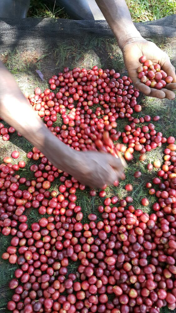 Hand sorting red ripe cherries in Kenya
