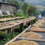 Raised drying beds in Maubisse Timor Leste with workers laying out the green coffee beans
