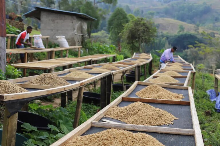 Raised drying beds in Maubisse Timor Leste with workers laying out the green coffee beans
