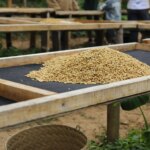 Raised drying beds with a stack of washed processed green beans in Maubisse Timor-Leste