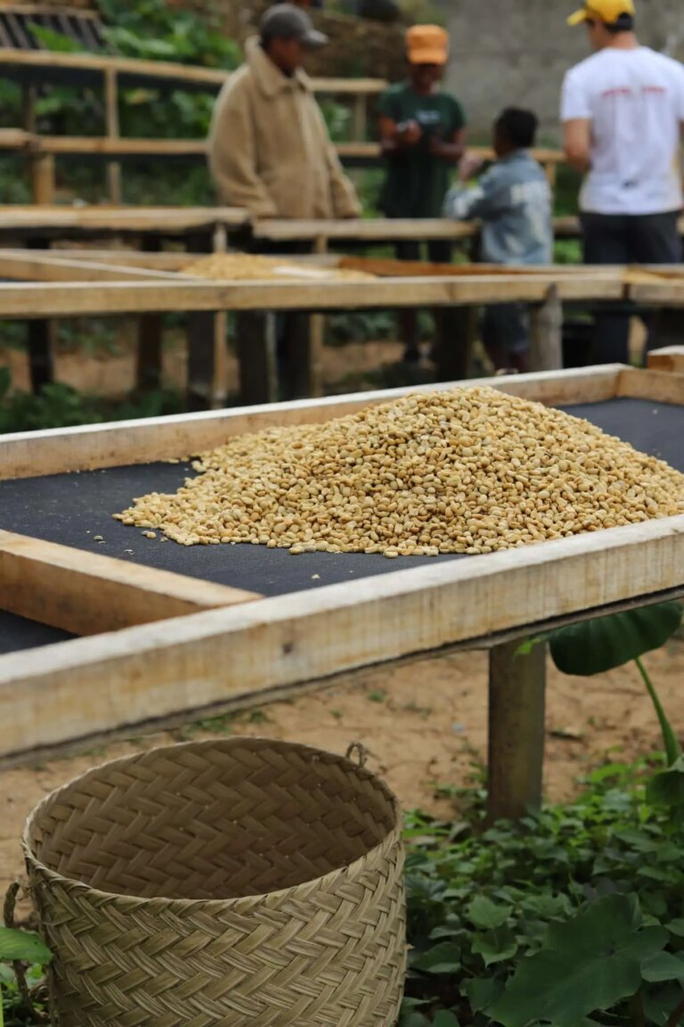 Raised drying beds with a stack of washed processed green beans in Maubisse Timor-Leste