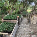 Coffee seedlings growing at Alaska del Sur in Ecuador