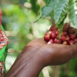 Rwanda photo ripe harvest cherries in hand