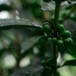 Ecuador - FincaSoledad - PepeJijon